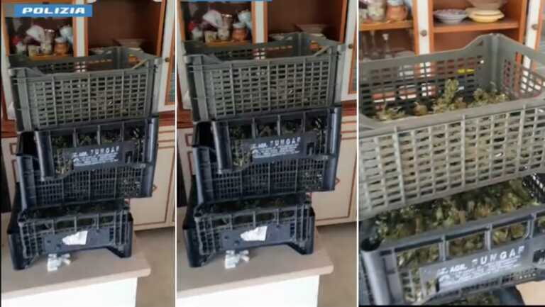 Andria, sequestrati 3 Kg di marijuana conservata in cassette incustodite in un oliveto – VIDEO