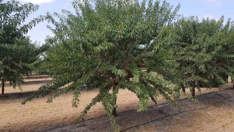 Xylella, anche fichi e vigneti vanno ko: «Mezzo milione per il nuovo focolaio»