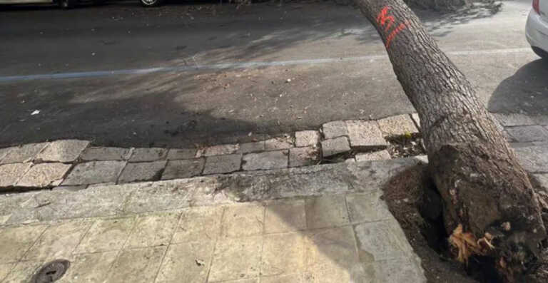 Venti di burrasca in Puglia, raffiche fino a 90 chilometri orari: «È allarme alberi pericolanti»