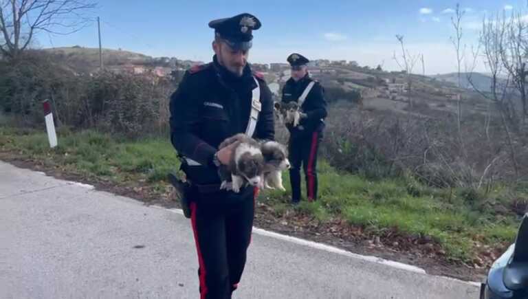 Abbandonati sul ciglio della statale 96 a Oppido Lucano: quattro cuccioli salvati dai carabinieri – VIDEO