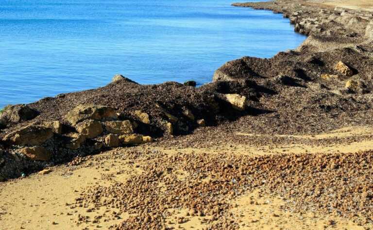 Da rifiuto a risorsa antierosione: la “riabilitazione” della Posidonia a Ostuni