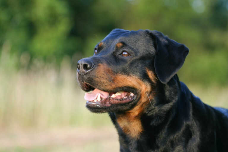 Cutrofiano, bimba di 5 anni azzannata da un rottweiler mentre dorme: grave in ospedale