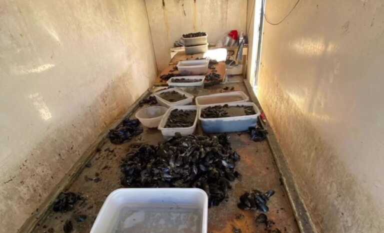 Pesca illegale nel Tarantino: sequestrati 200 chili di cozze e 350 ricci. Multe per 3mila euro