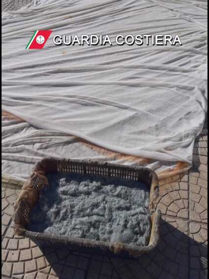 Galleria foto 'Pesca illegale nel Tarantino: sequestrati 200 chili di cozze e 350 ricci. Multe per 3mila euro' - foto 2