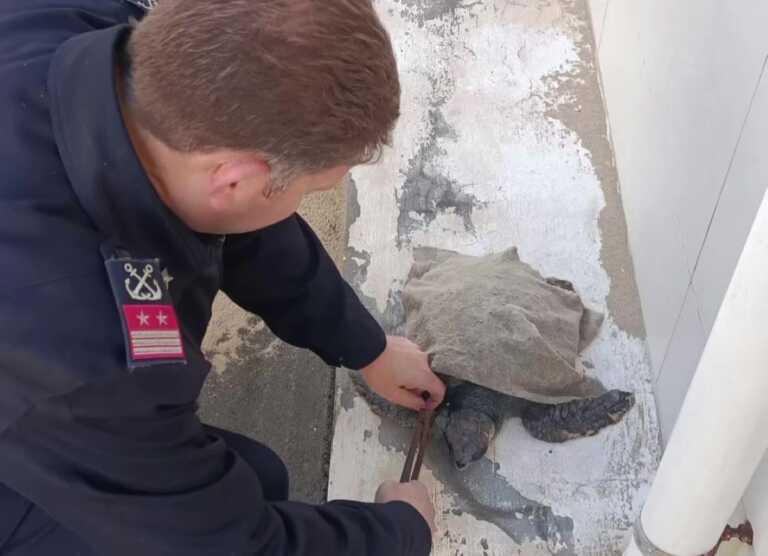 Tartaruga marina spiaggiata nel Tarantino con ami impigliati in bocca e carapace: salvata
