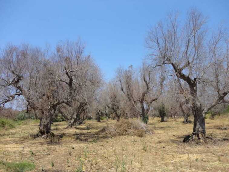 Xylella, il nuovo batterio avanza: altri alberi colpiti nel Barese. Ok all’abbattimento