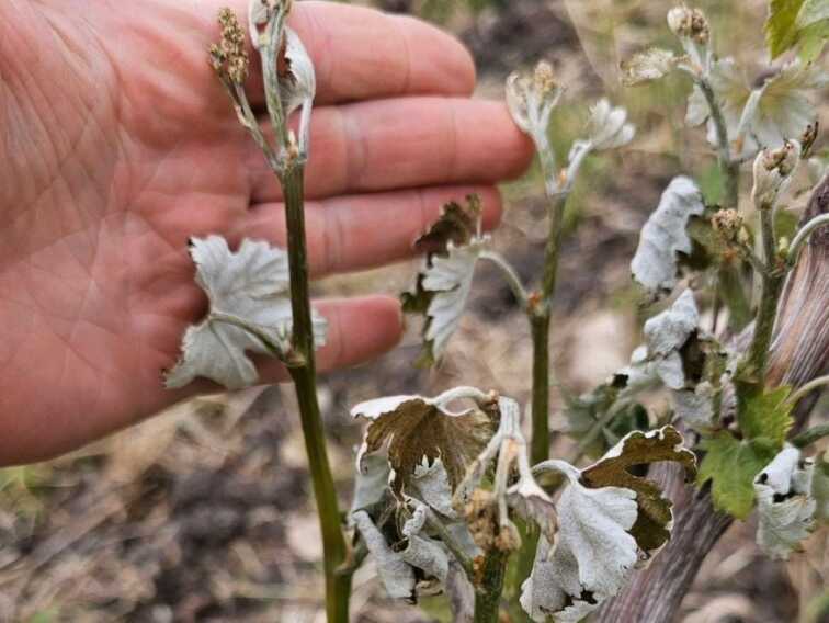 Maltempo, grandine e gelo sulle campagne pugliesi: è allarme per frutta e ortaggi