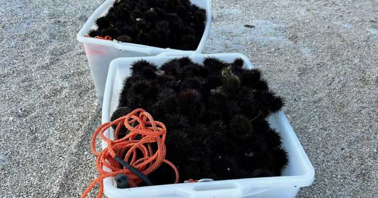 Pescano ricci di mare anche se è vietato: multa da 4mila euro per due subacquei di Barletta