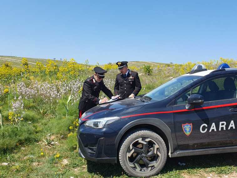 Truffa dei pascoli per ottenere fondi dall’Ue: tre denunce nel Nord Barese