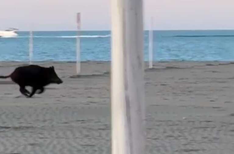 Un cinghiale in spiaggia a Margherita di Savoia: «Hanno aperto la stagione balneare» – VIDEO