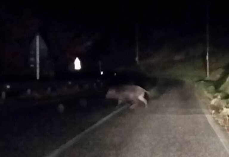 Auto contro un cinghiale nel Foggiano: vettura distrutta e animale morto. Illese due persone