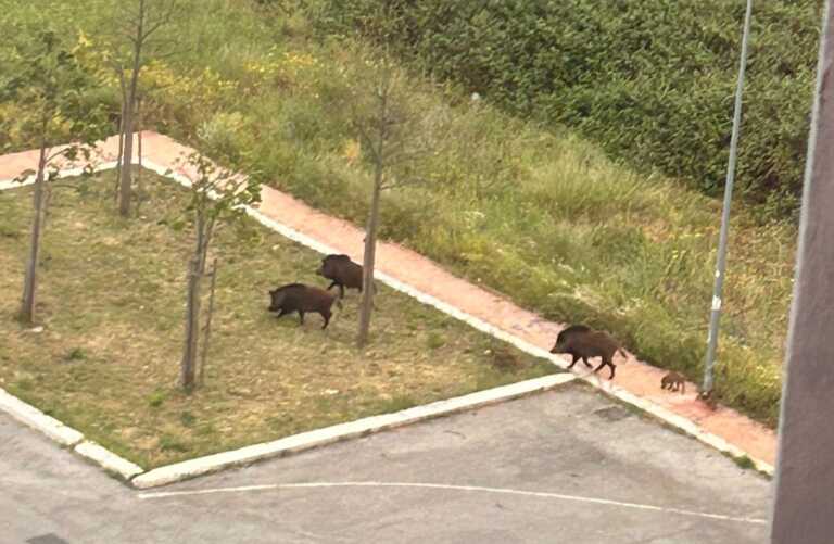 Modugno, tornano i cinghiali nel quartiere Cecilia: avvistati nei pressi di un parco