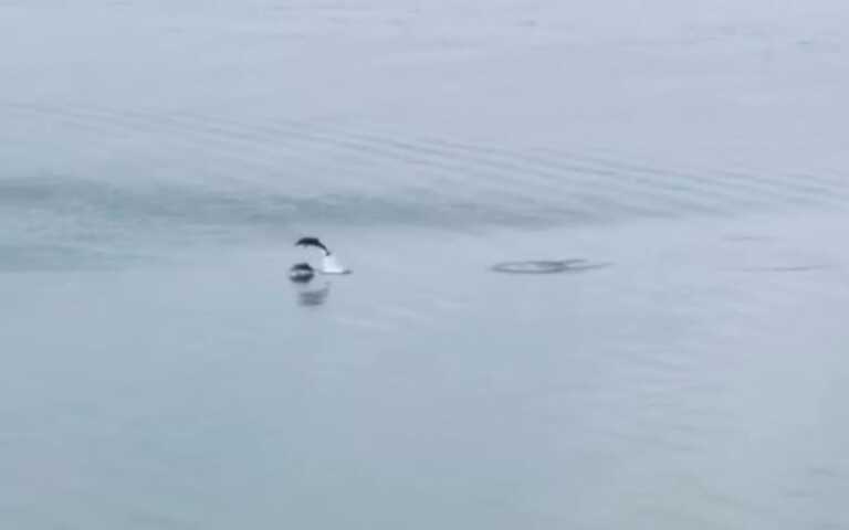 Meraviglia a Taranto, un delfino nuota a pochi metri dalla passeggiata sul lungomare – VIDEO