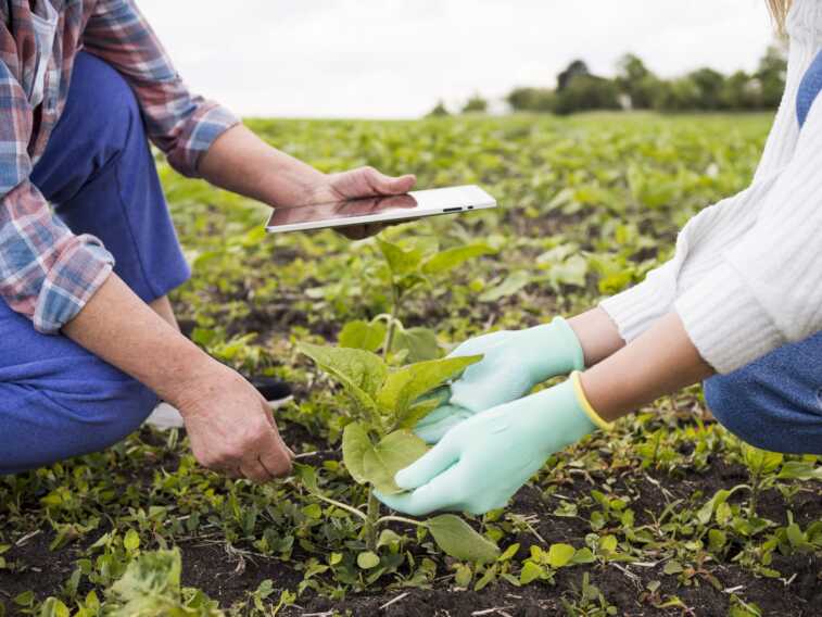 Puglia, donne e giovani investono in agricoltura: più imprese innovative con il bando Ismea