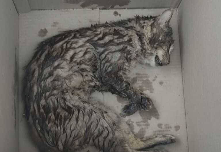 Galleria foto 'Binetto, gatti morti per strada: «Sono stati avvelenati»' - foto 1