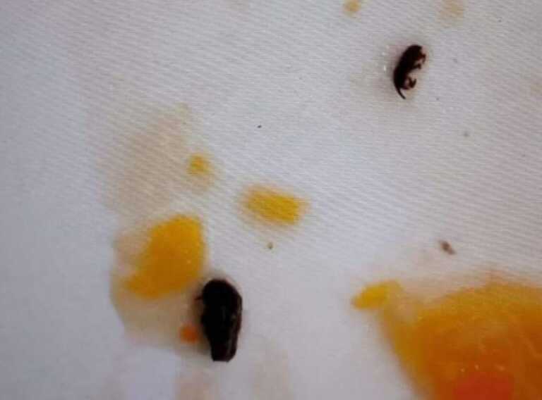 Racale, insetti nei piatti serviti alla mensa scolastica: è bufera