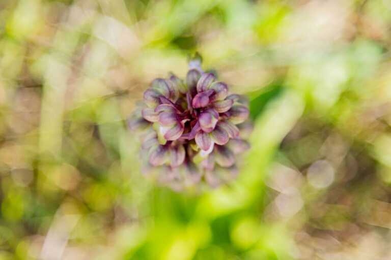 Mattinata capitale delle orchidee spontanee: alla scoperta di un paradiso botanico