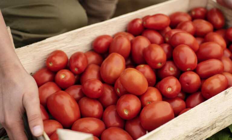 Pomodoro, una filiera che vale 4 miliardi di euro. La produzione in Egitto minaccia la Puglia