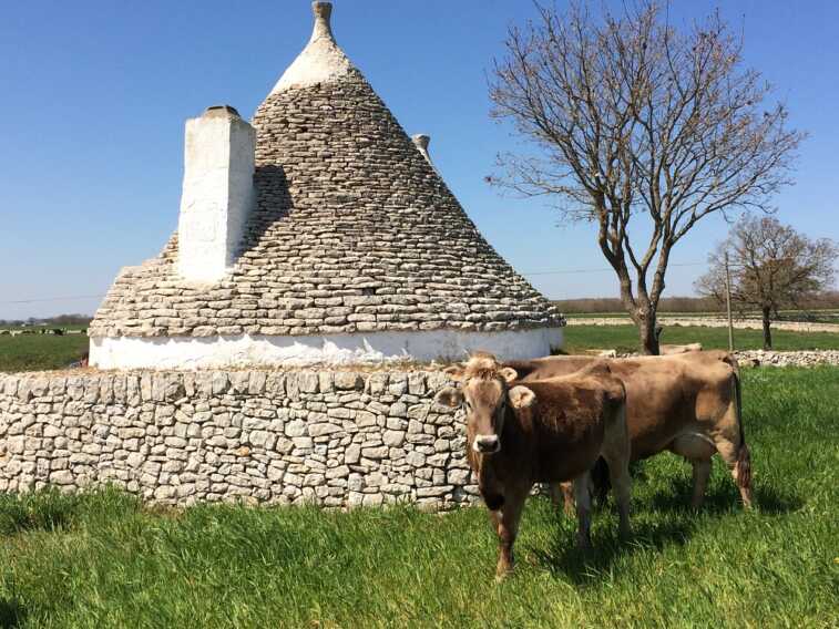 Stalle aperte in Puglia. I percorsi alla scoperta della filiera del latte