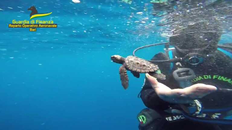 Taranto, Rick e Leo tornano in libertà: due tartarughe marine rimesse in mare dopo le cure – VIDEO
