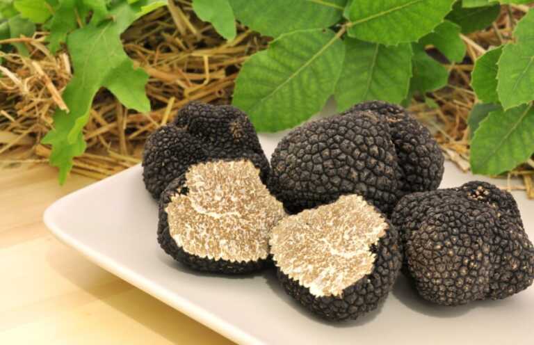 Il tartufo lucano in vetrina. Ecco come riconoscerlo