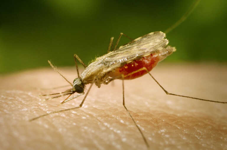 La zanzara della malaria nel Salento, Bassetti: «Serve maggiore controllo»