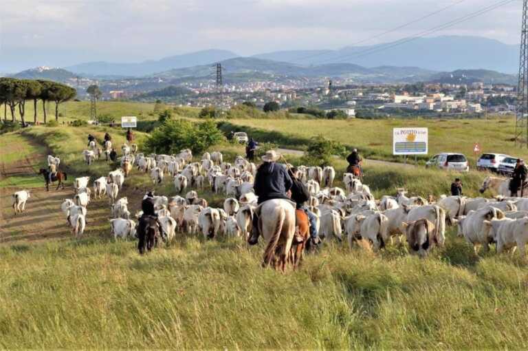 Torna la transumanza in Puglia: la tradizionale migrazione stagionale di greggi e mandrie