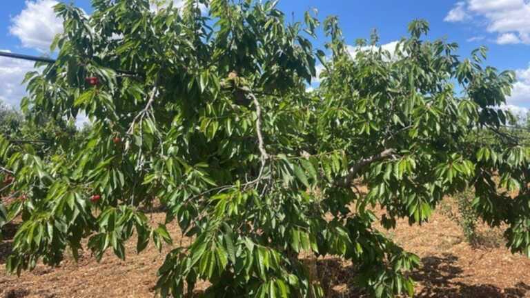 Puglia, crolla la produzione di ciliegie e aumentano i costi. Coldiretti: «Fermate le importazioni sleali»