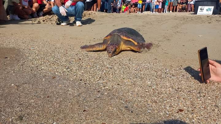 Taranto, Azimuth torna libera: la tartaruga soccorsa e salvata dai volontari del Wwf Taranto, Azimuth torna libera: la tartaruga soccorsa e salvata dai volontari del Wwf