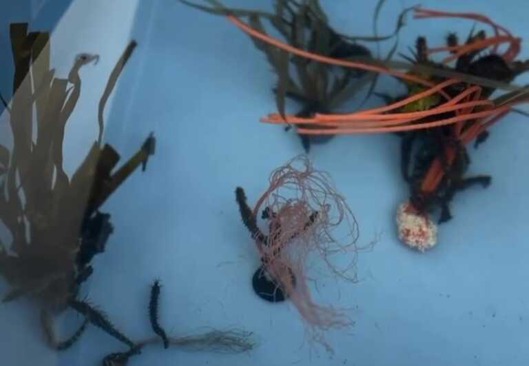 Taranto, oltre 150 cavallucci marini nati nell’Acquario di Genova tornano in libertà nel mar Piccolo – VIDEO