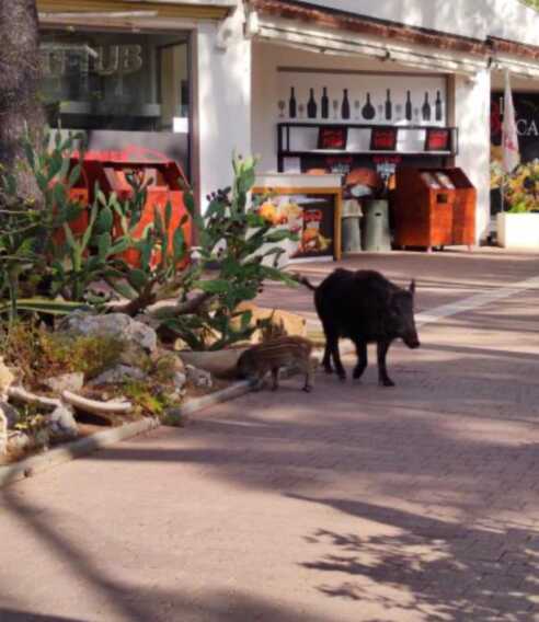 Galleria foto 'Cinghiali a spasso nei lidi di Castellaneta Marina: «Imbarazzante in una regione a vocazione turistica»' - foto 2