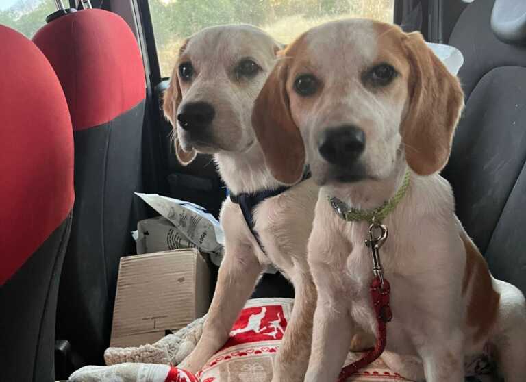Cuccioli abbandonati e legati in mare a Bari, l’appello social: «Adottateli sono belli e buoni»