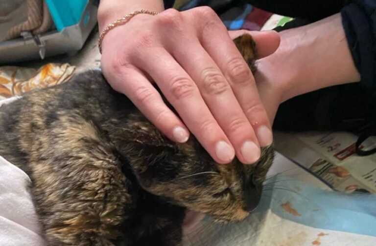 Strage di gatti a Potenza, i volontari: «Ora basta». Nasce un comitato nel nome di Hana