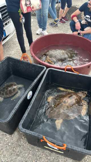 Galleria foto 'Castro, tornano in libertà quattro tartarughe marine Caretta caretta curate a Calimera – VIDEO' - foto 5
