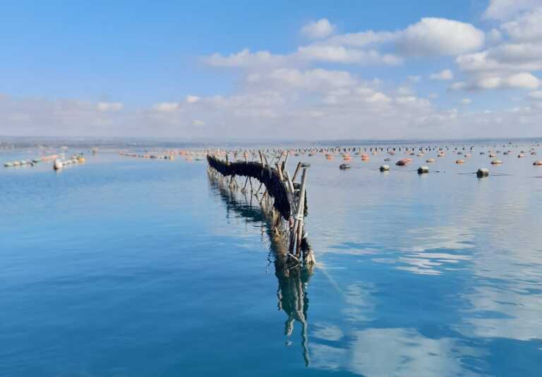 Il Mar Piccolo di Taranto diventa un’oasi, sarà area marina protetta: «Un modello nel Mediterraneo»