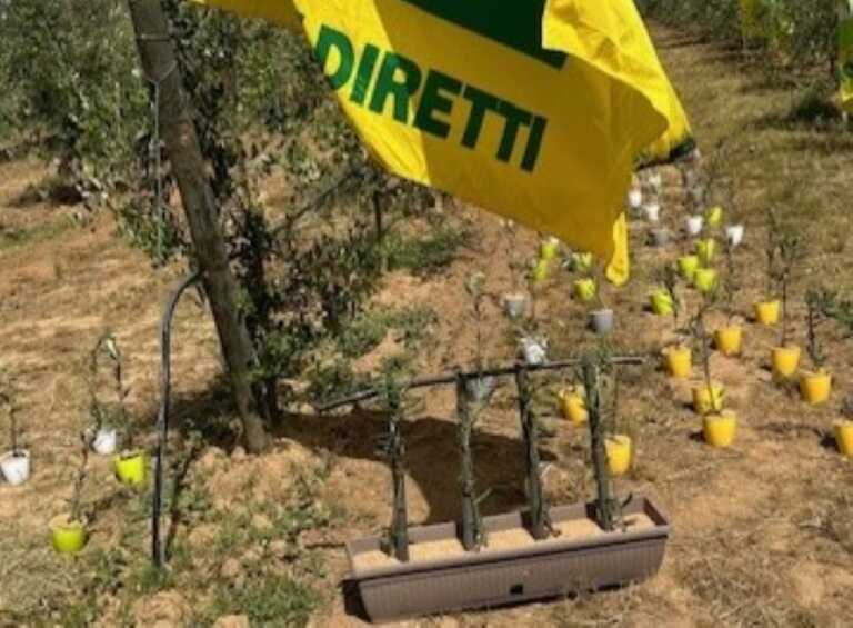 Un polo anti-Xylella nel Salento per la rigenerazione del paesaggio con ulivi resistenti al batterio