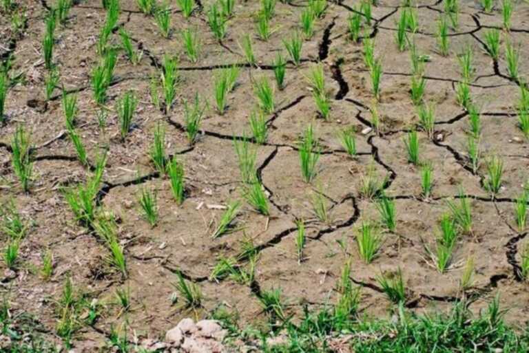 La Puglia nella morsa della siccità: a rischio desertificazione più della metà del territorio