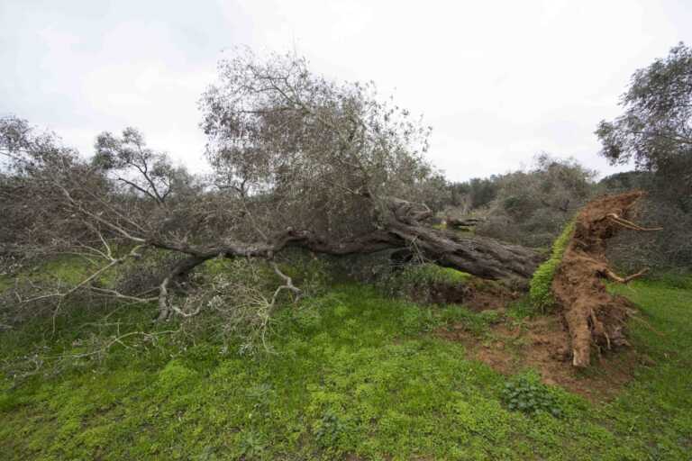 La Xylella “fastidiosa fastidiosa” nel barese: giù 76 piante nel capoluogo, a Capurso e Triggiano