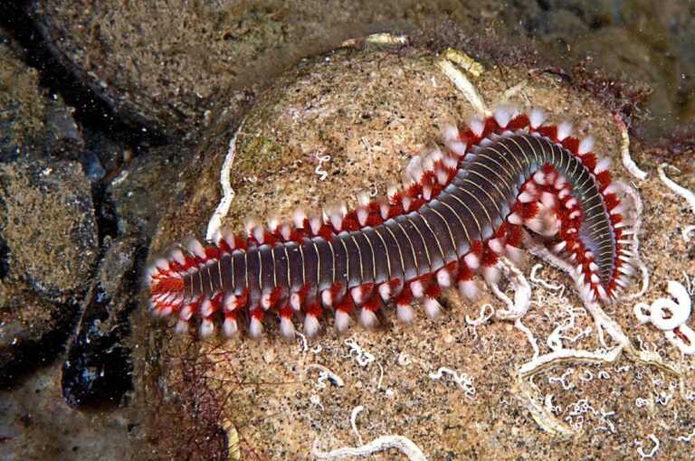 Carnivori e urticanti, anche in Puglia è allarme per il vermocane: il mare ne è invaso
