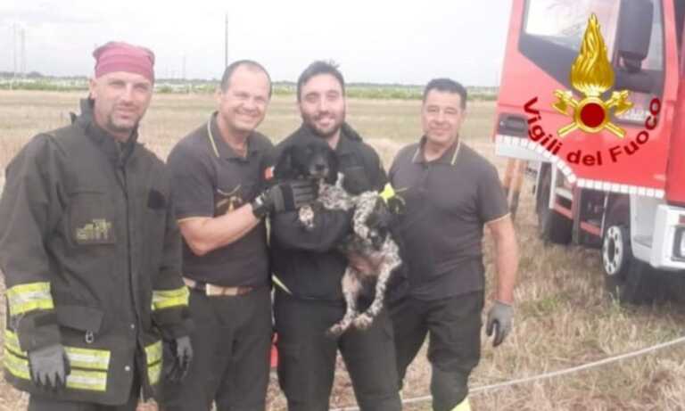 Mesagne, cane cade in un pozzo a sette metri di profondità: salvato dai Vigili del fuoco