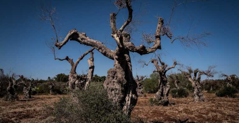 Xylella, la Regione Puglia sblocca 7 milioni di euro per reimpianto ulivi: in arrivo fondi per 403 agricoltori