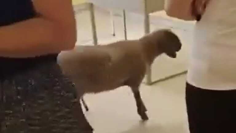 Comunali, elettore va a votare con una pecora: curiosità e stupore in un seggio a Lecce