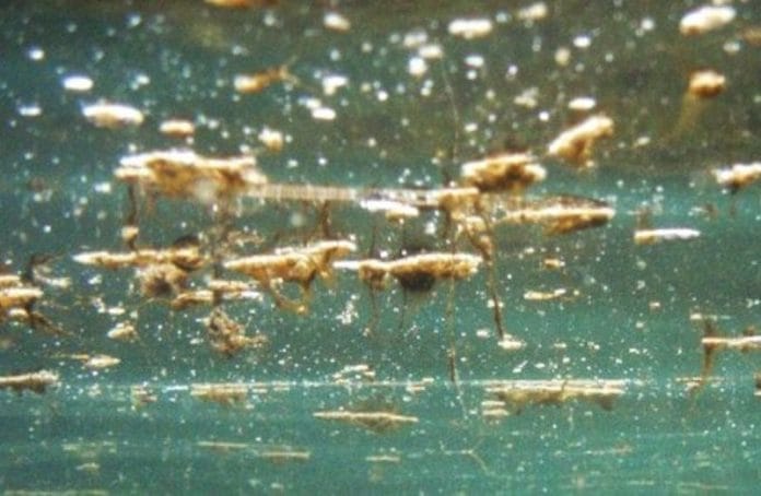 L’alga tossica e il verme di fuoco, ecco le nuove minacce dell’estate