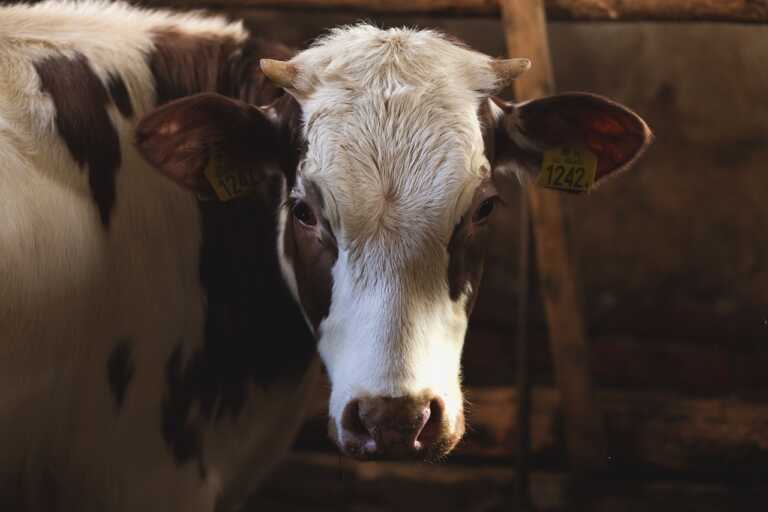 Potenza, gli allevatori chiedono aiuto: «Senza acqua muoiono gli animali»