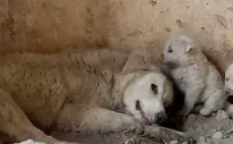 Puglia, mamma “Coraggio” perde arto dopo esser stata investita. Storie di cuccioli salvati – VIDEO