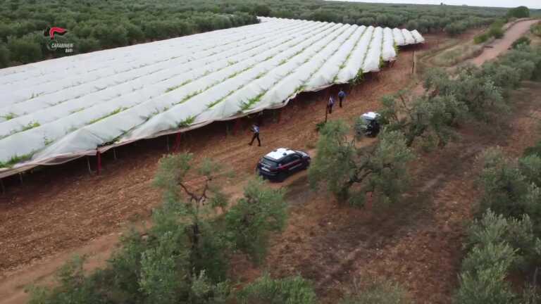 Caporalato nel Barese, la formula magica dello sfruttamento: «Assumi e poi annulla»