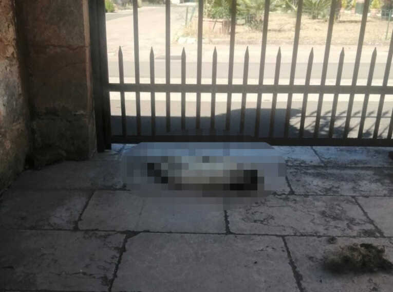 Presicce-Acquarica, carcassa di un gatto davanti allo studio del sindaco: «Non mi faccio intimidire»