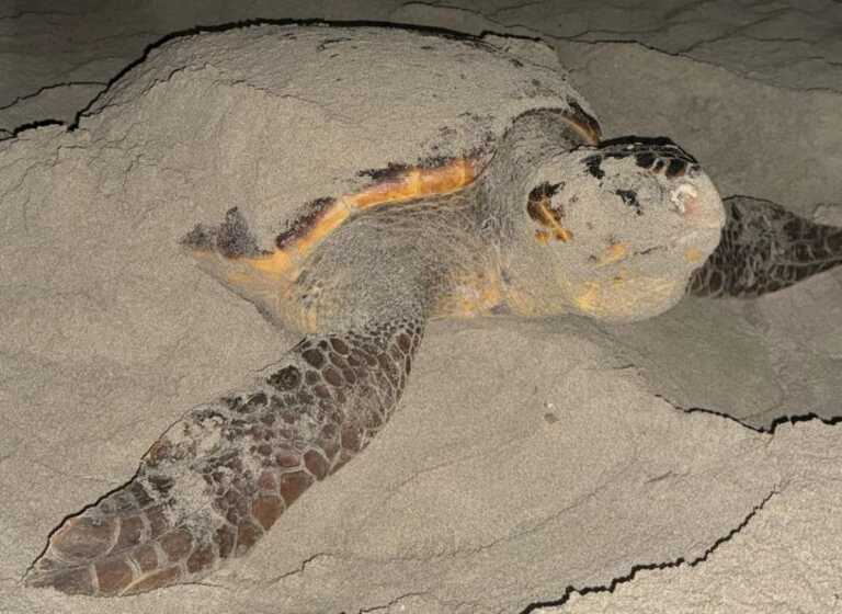 Le tartarughe Caretta caretta tornano sulle spiagge del Salento: il primo nido individuato a Gallipoli