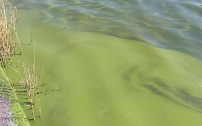 Alghe dalla laguna, a Rodi Garganico chiesti interventi immediati: in arrivo 4 mln dalla Regione