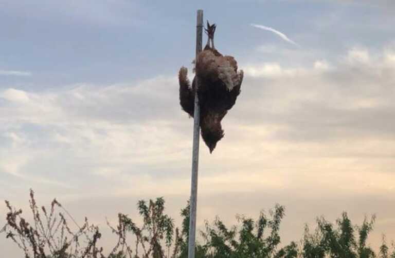 Trenta galline appese a testa in giù in una campagna: la macabra scoperta a Molfetta